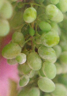 Külleme hastalığının salkımdaki belirtisi